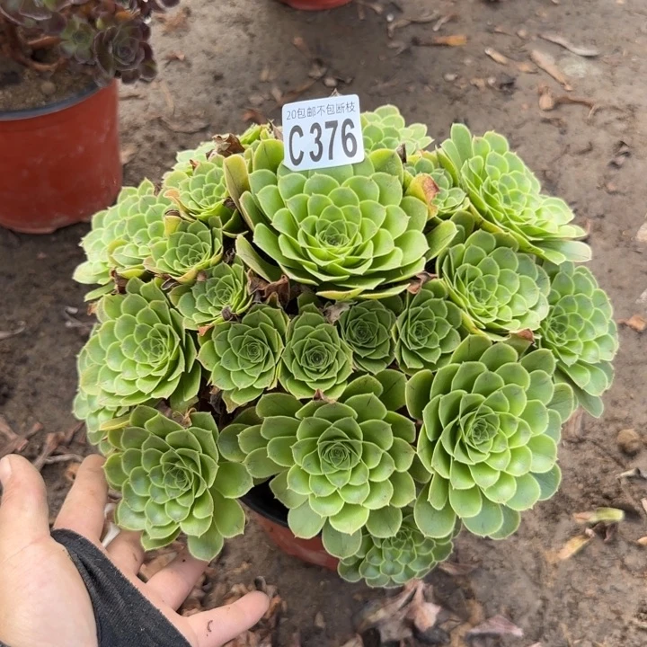 铃***子魅灵……多肉植物……