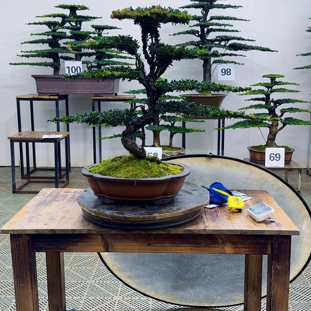 无花朵珍珠红芽罗汉松造型盆景