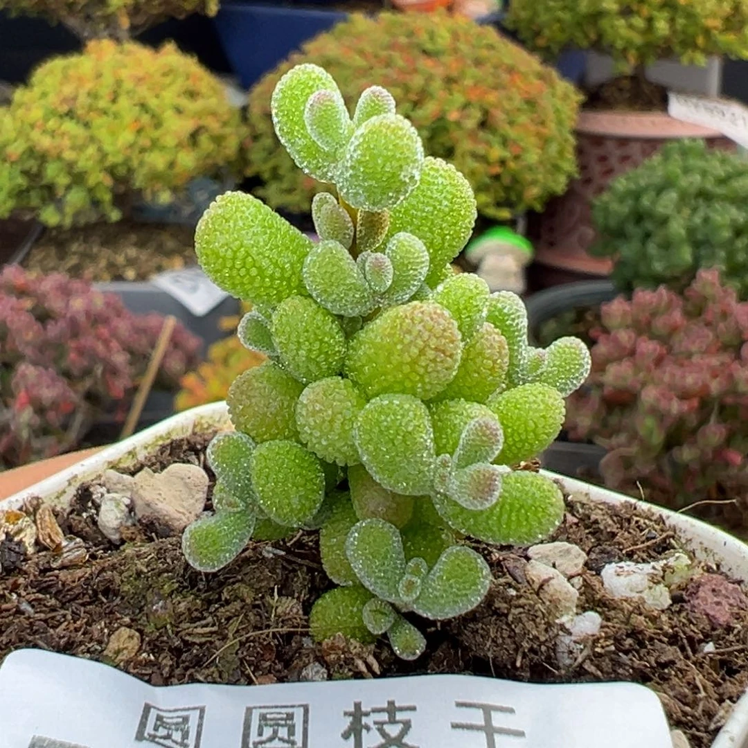 dy5951小可爱翡翠盆口5cm