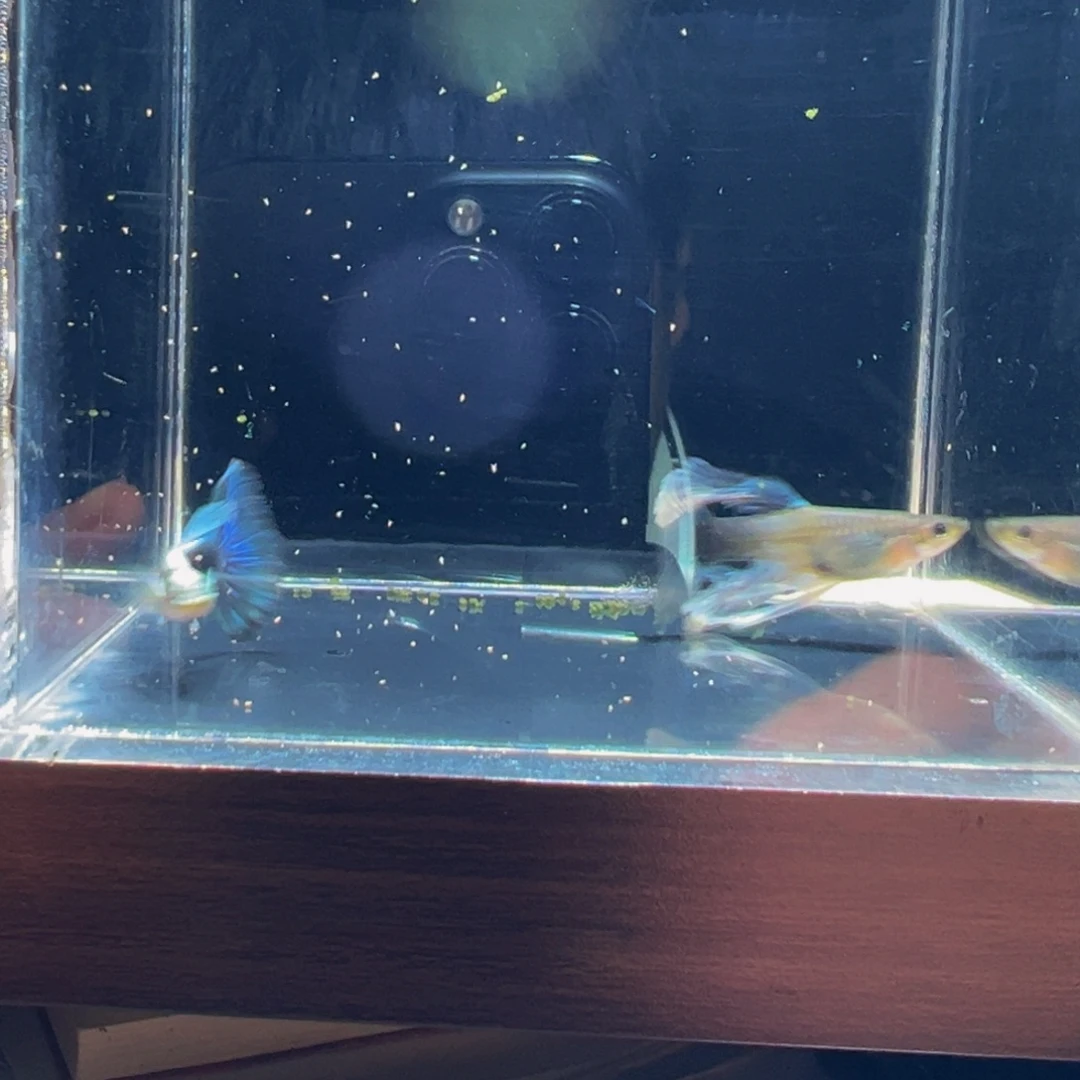 孔雀鱼蓝礼服绣球2号