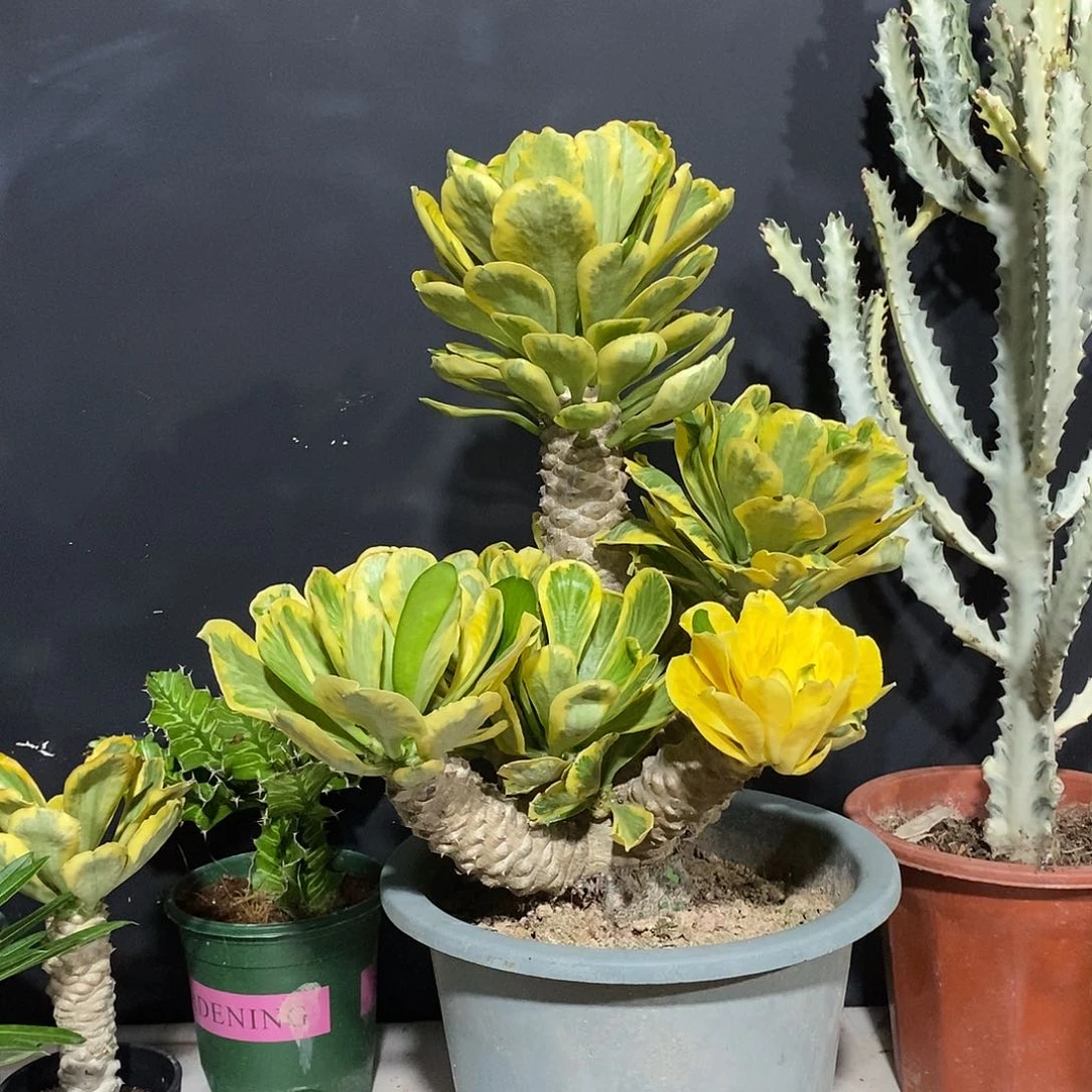 无花朵扇贝麒麟锦