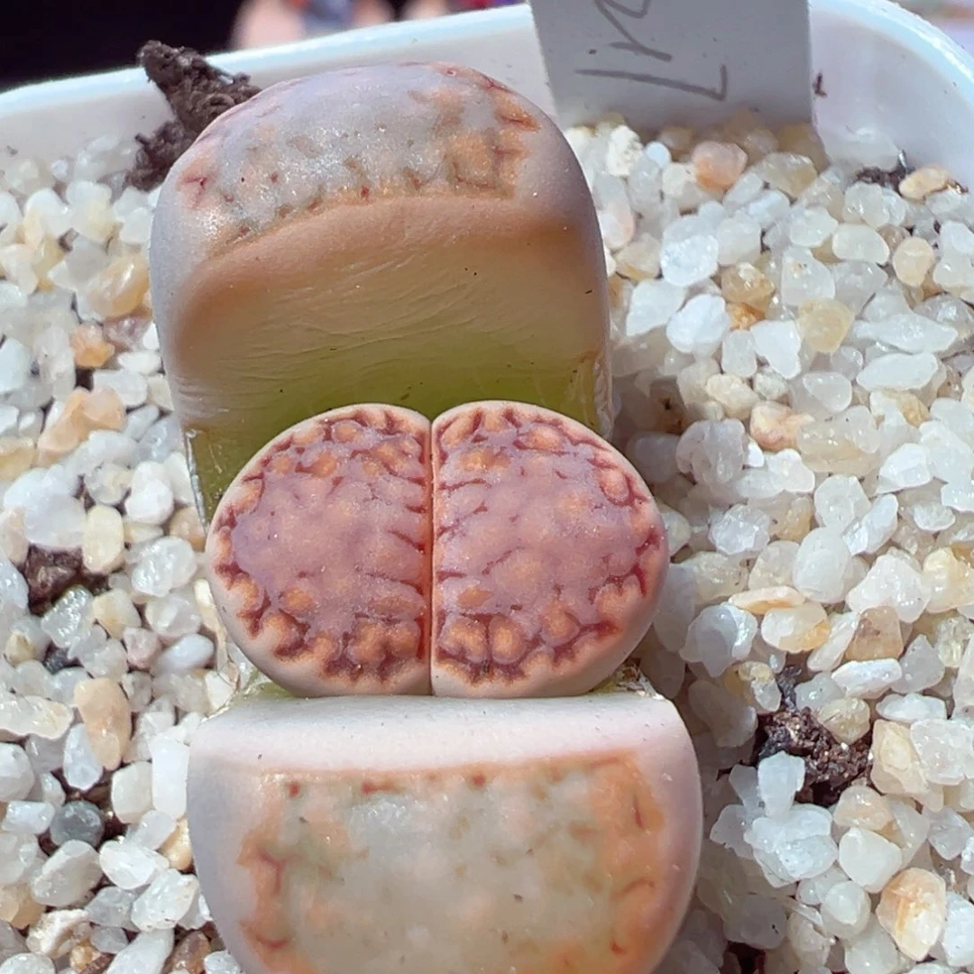 212-577.我的小伙伴