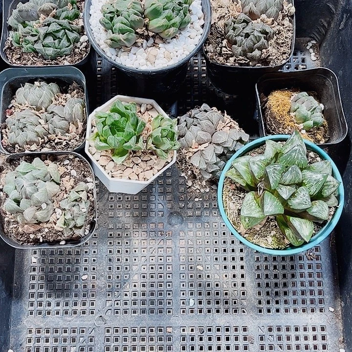特价处理雨露系列