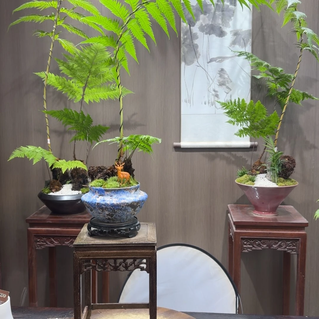 潮***梅无花朵蕨类植物一物一拍