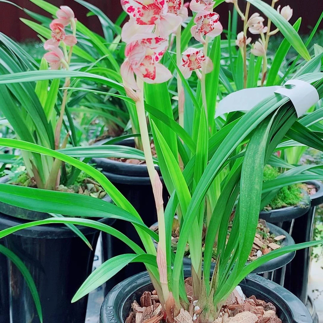 藤***冬全部花苞一物一拍漂亮开花