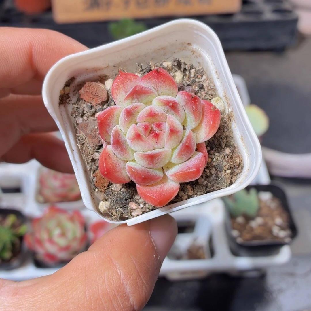 仙女多肉9.9包邮发货