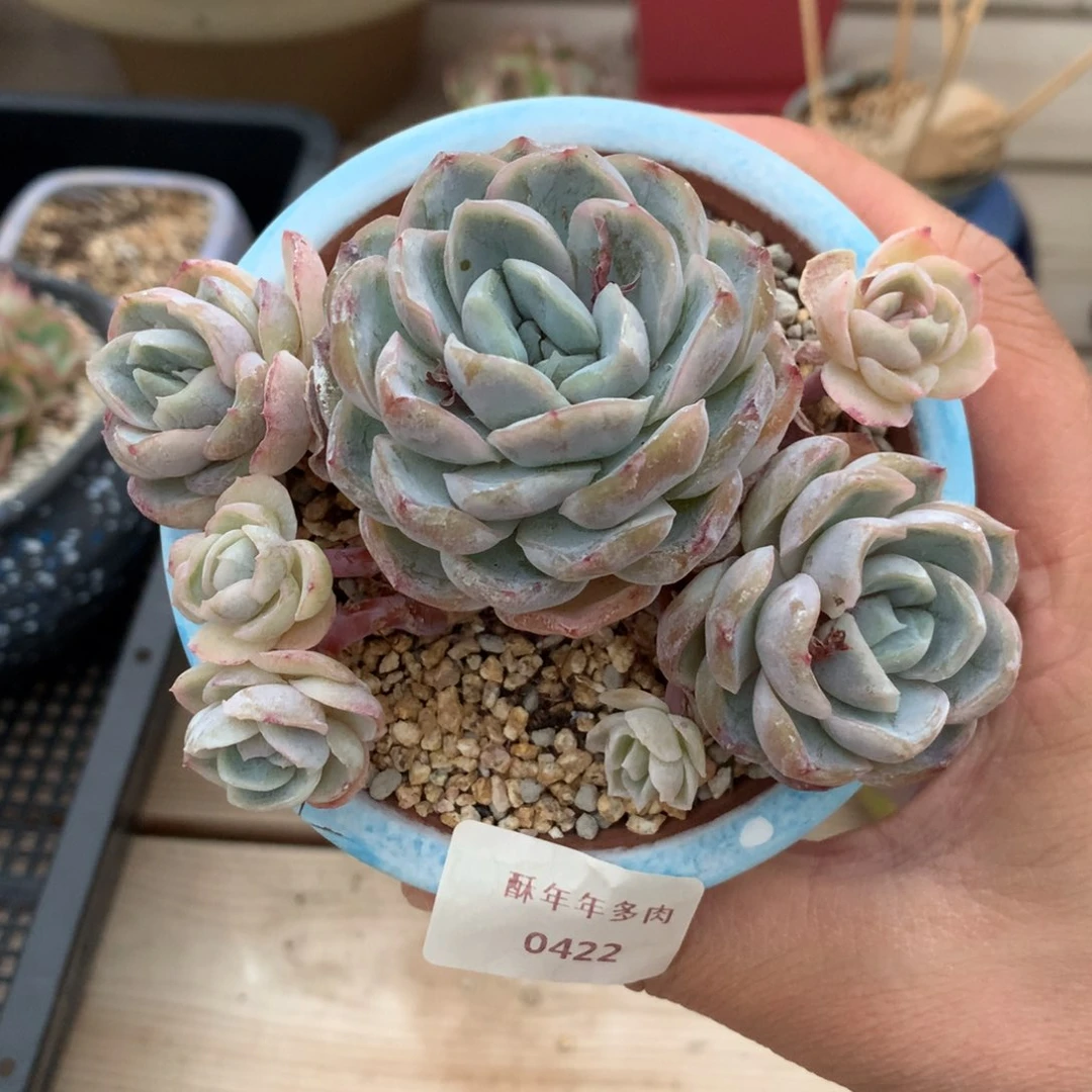 422玛奇朵自然群多肉一颗10厘米