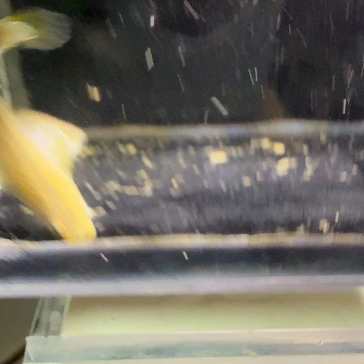 青鳉鱼一物一拍821