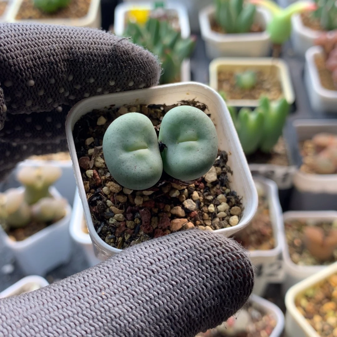 273大型红嘴母本