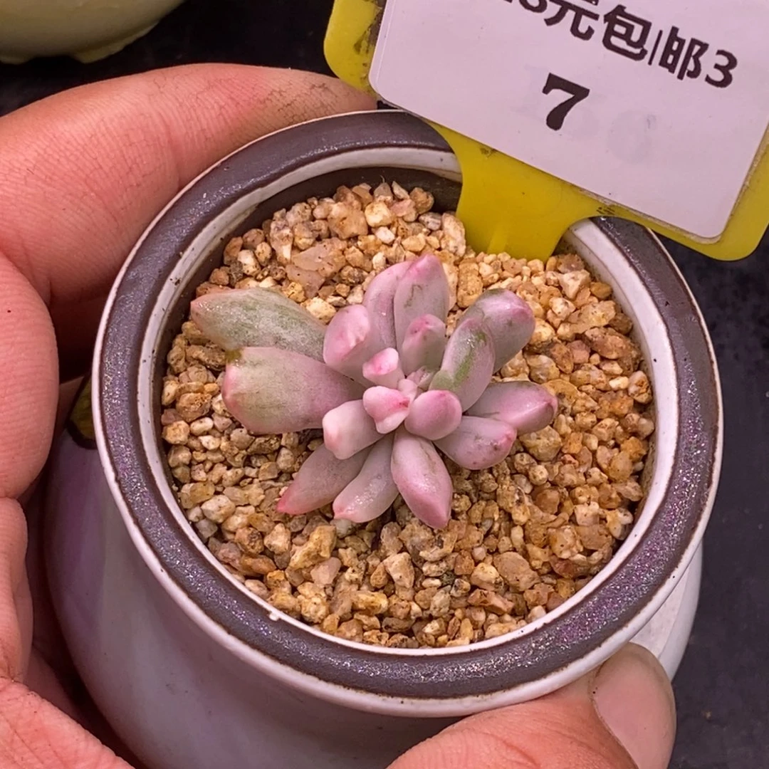 37开播福利，特玉莲白拉丝锦……老桩