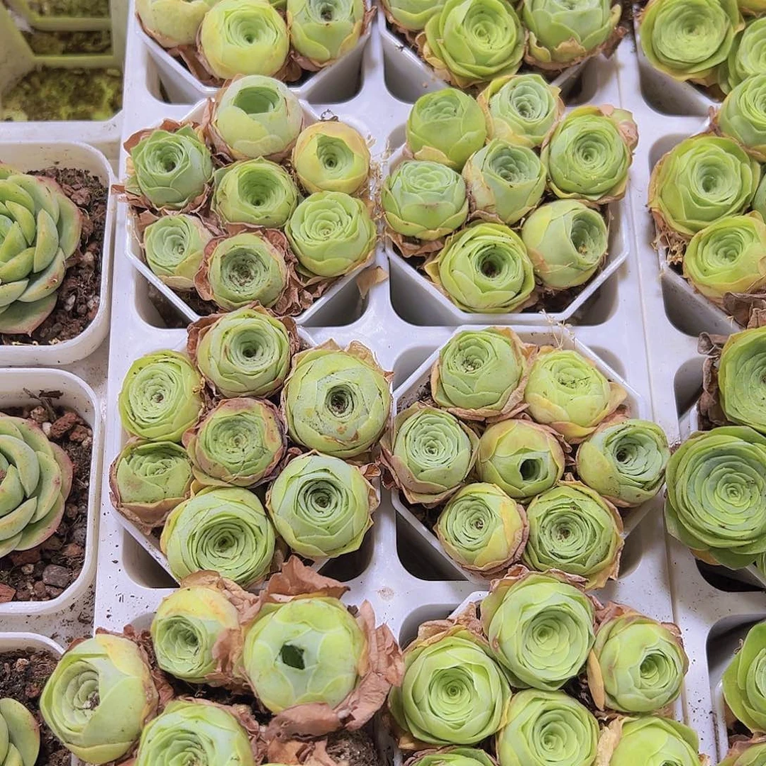 圆球七龙珠19包邮多肉