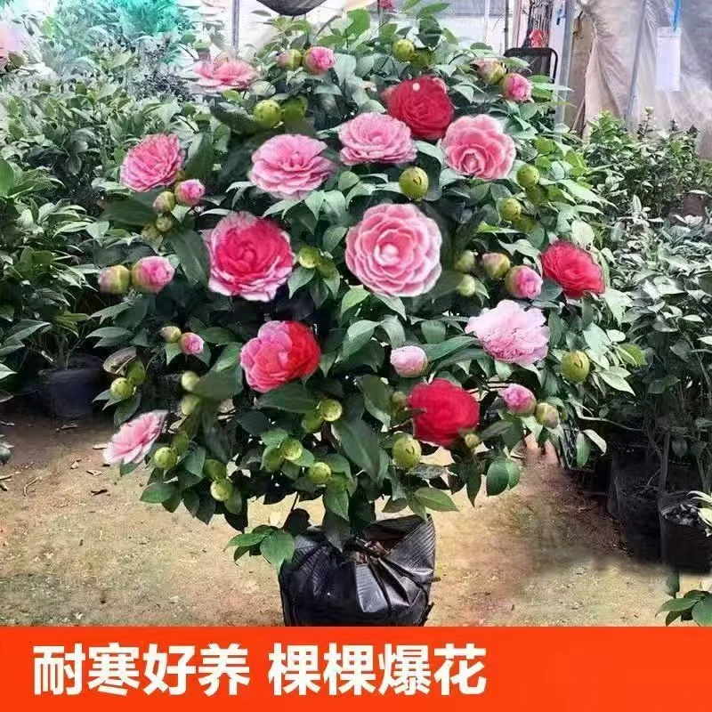 带花苞四季茶花盆栽室内外植物耐寒重瓣中国红