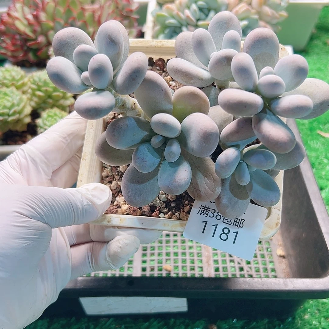 多肉一物拍植物1181