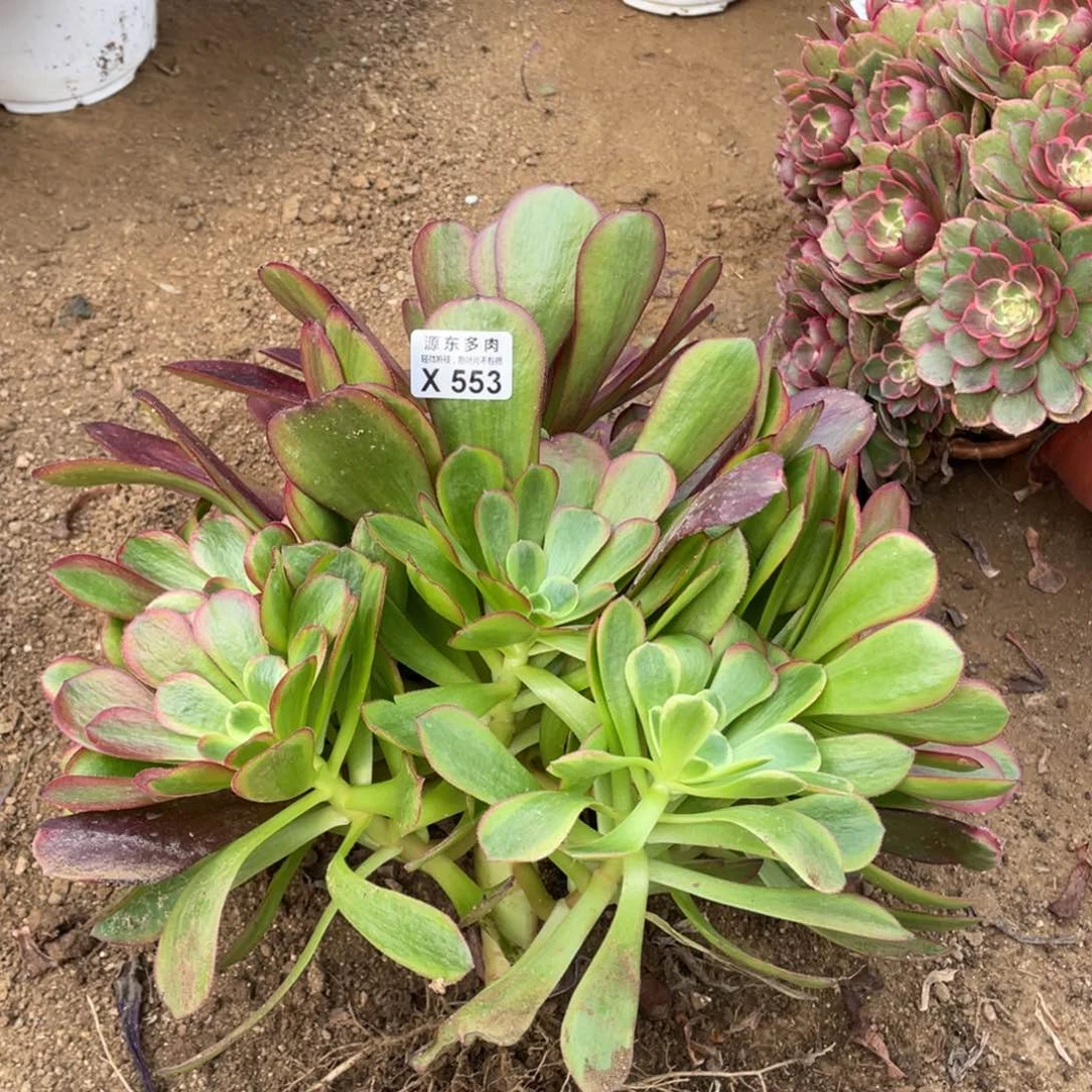 爱神大多肉法师断枝不包