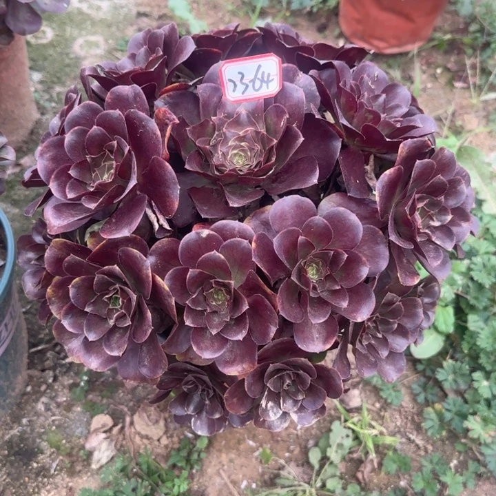 23-64枚金多肉不包售后