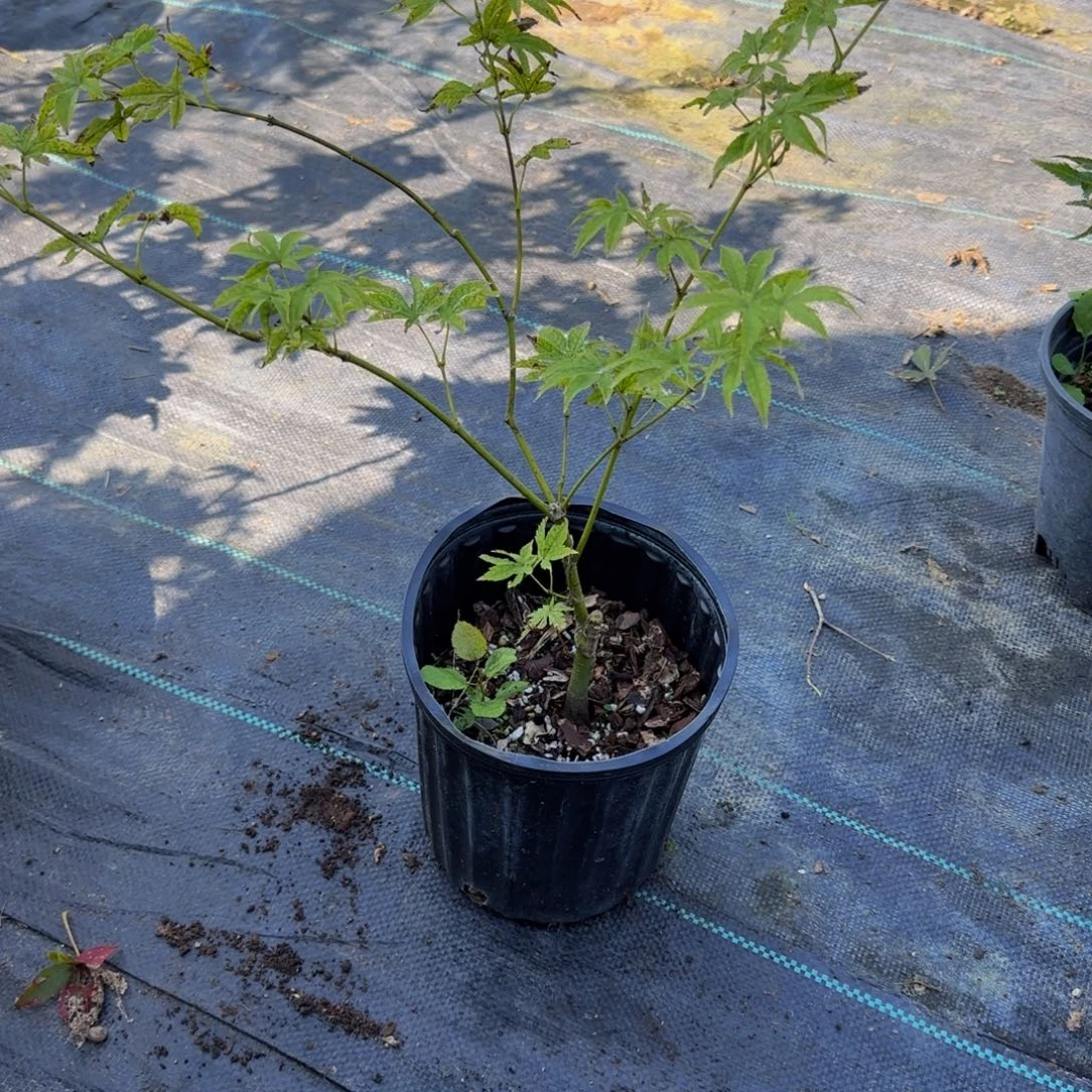 无花朵各种各样的品种风