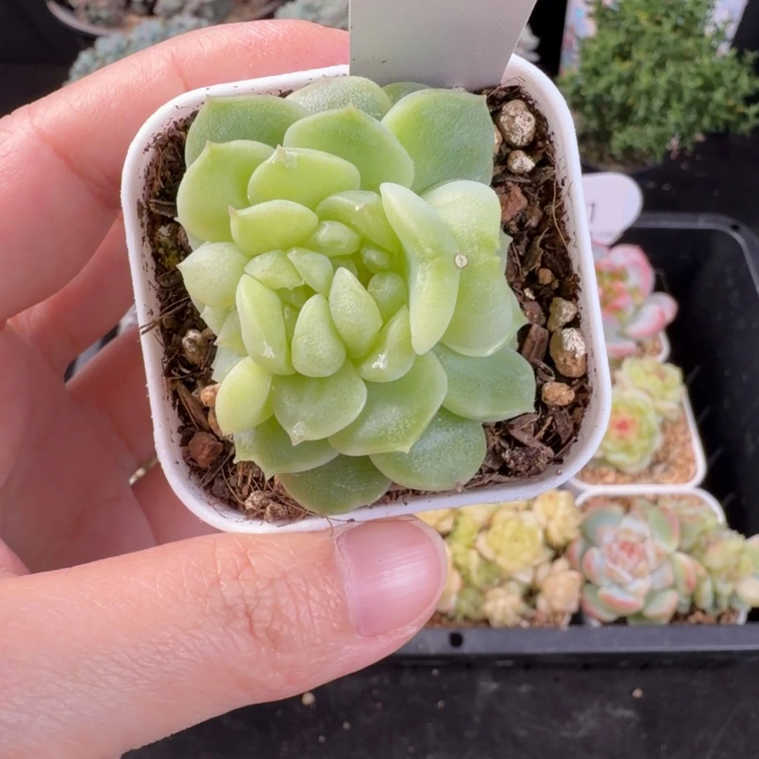 多***富小暴富一颗四头黄花花