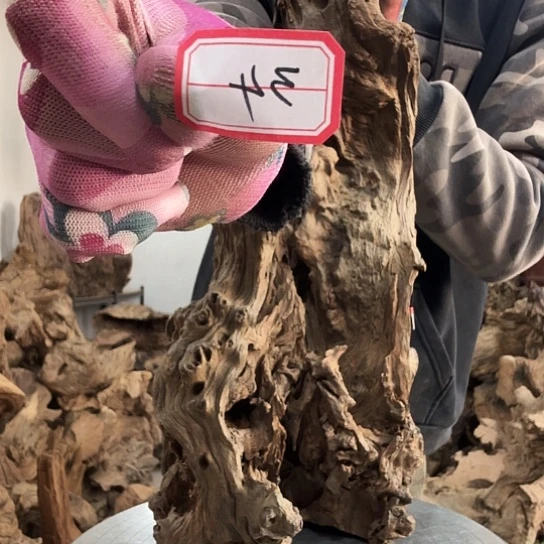 陈**子紫砂噜啦啦啦啦啦啦