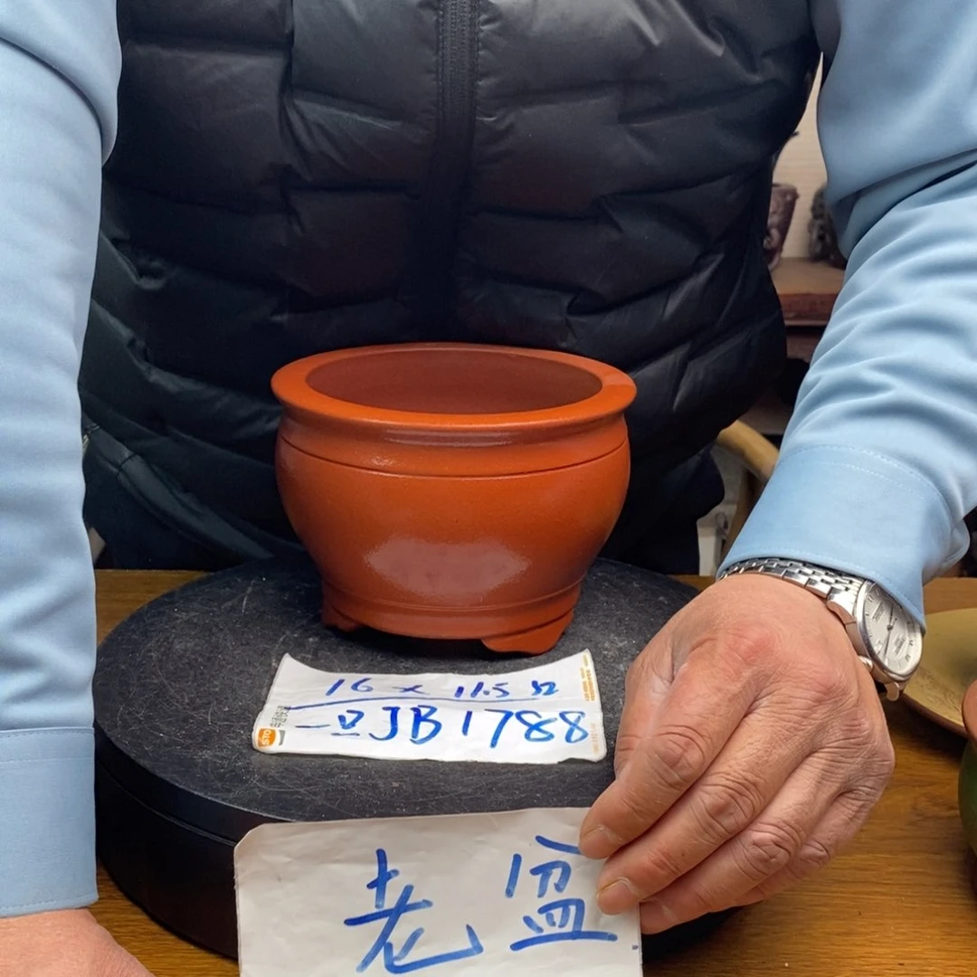 红陶货号一只JB1788