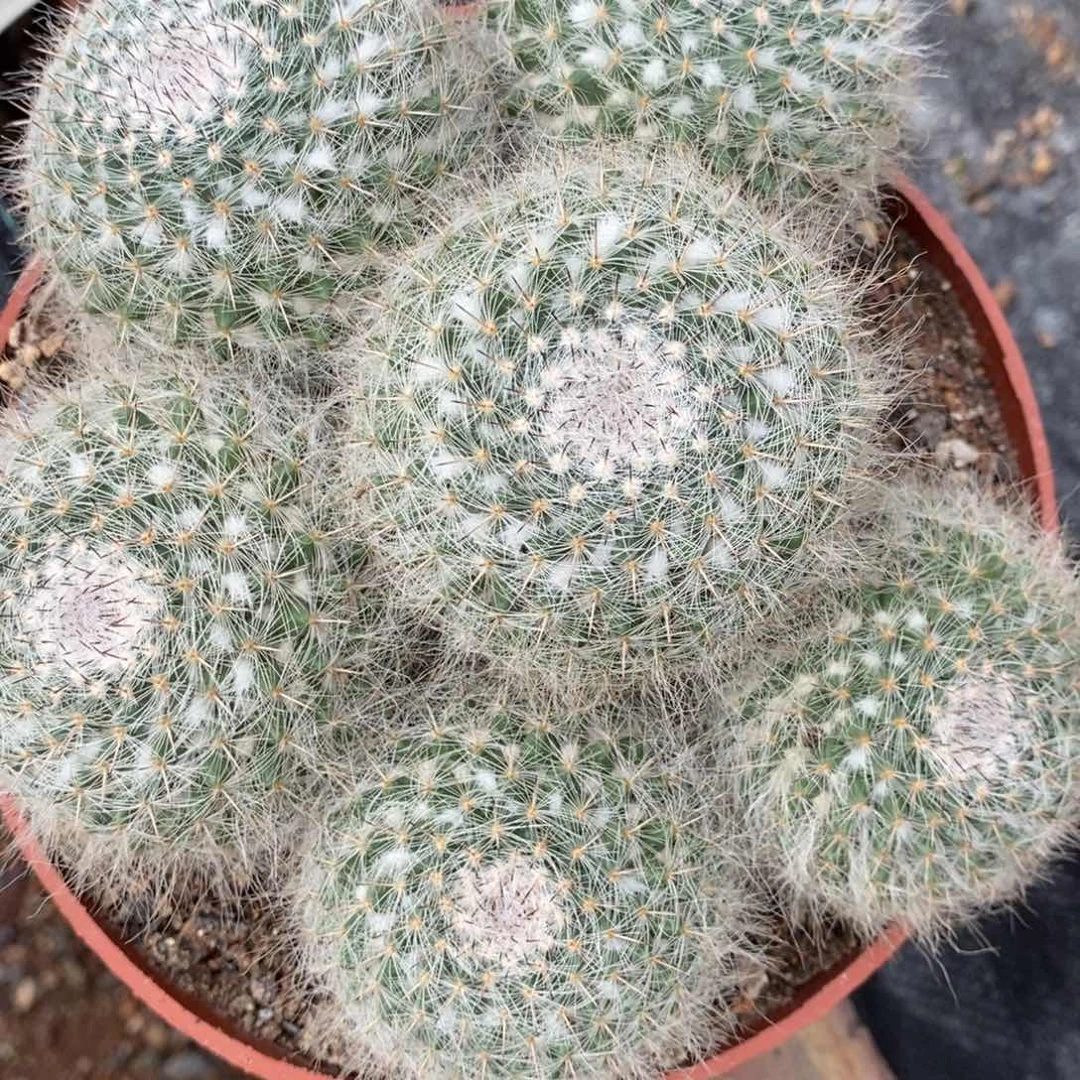 玉翁群植播园艺优选