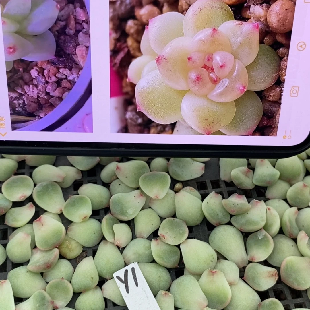 纯叶片甜心y1一片多肉叶子