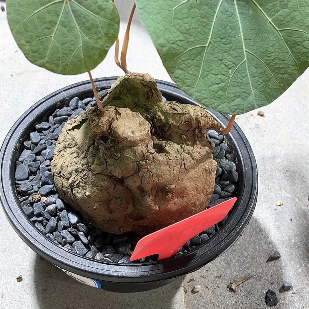 潮流植物一叶龟，青蛙款，D91