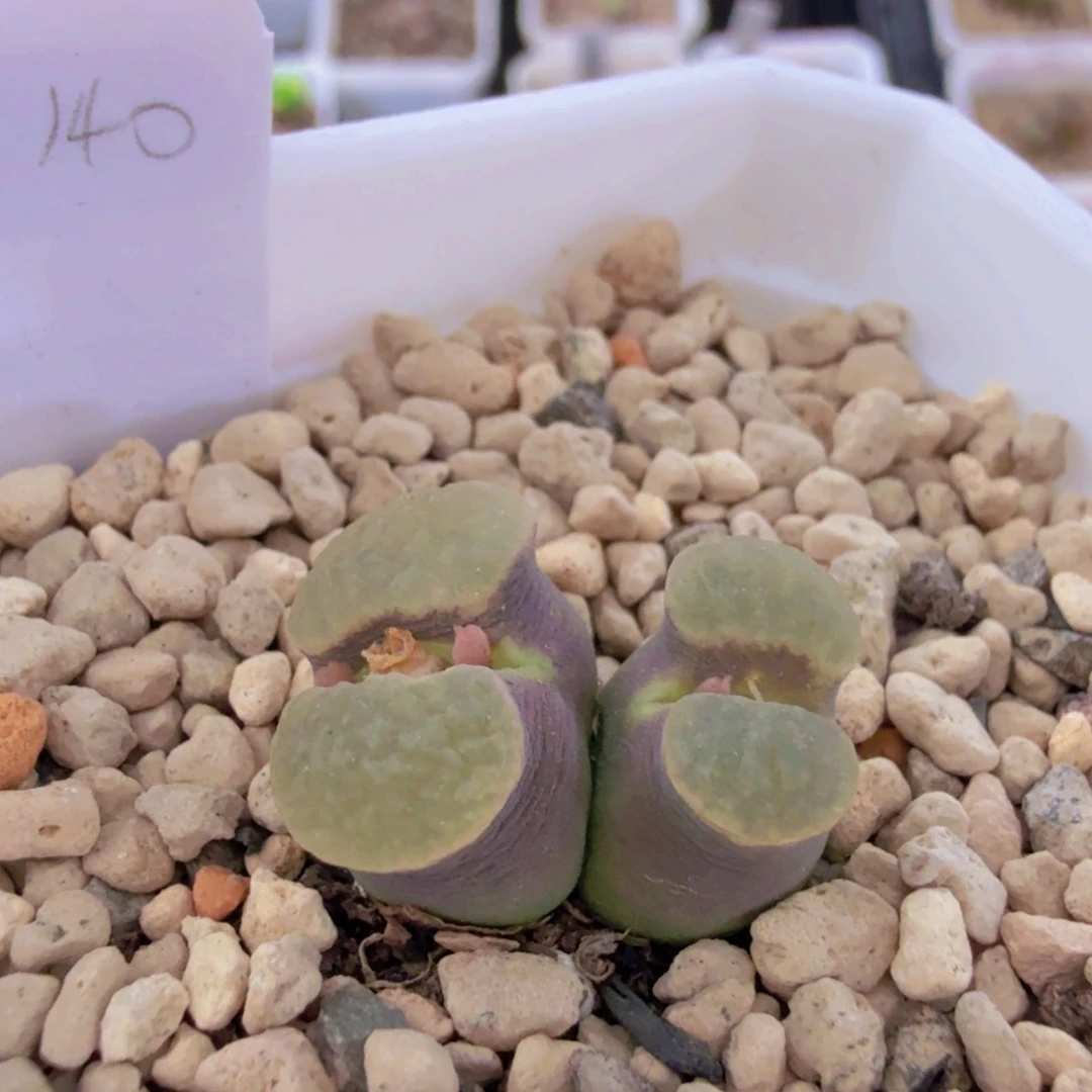 粉云朵风铃 9-17-L37。