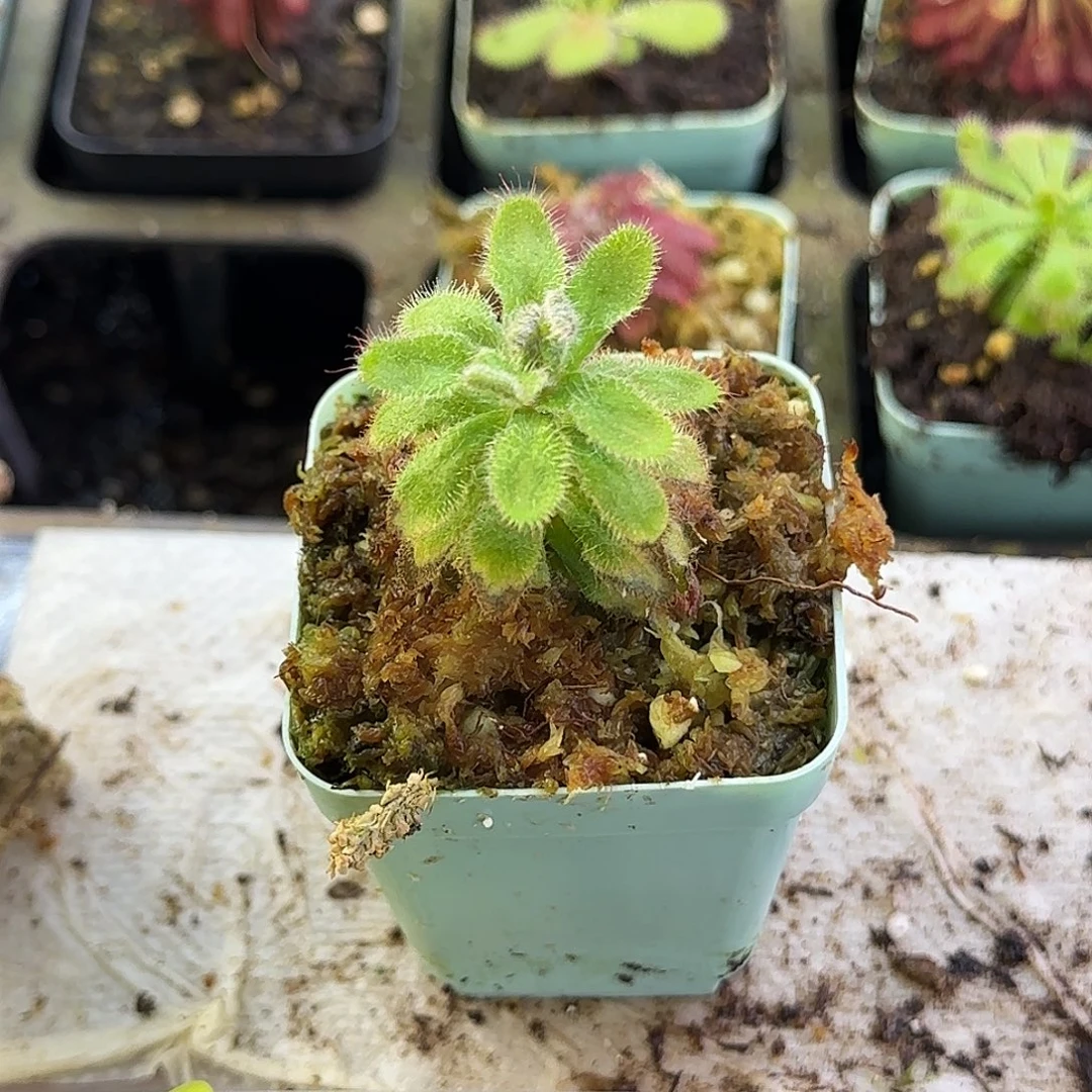 完全开放艾力克格林茅膏菜