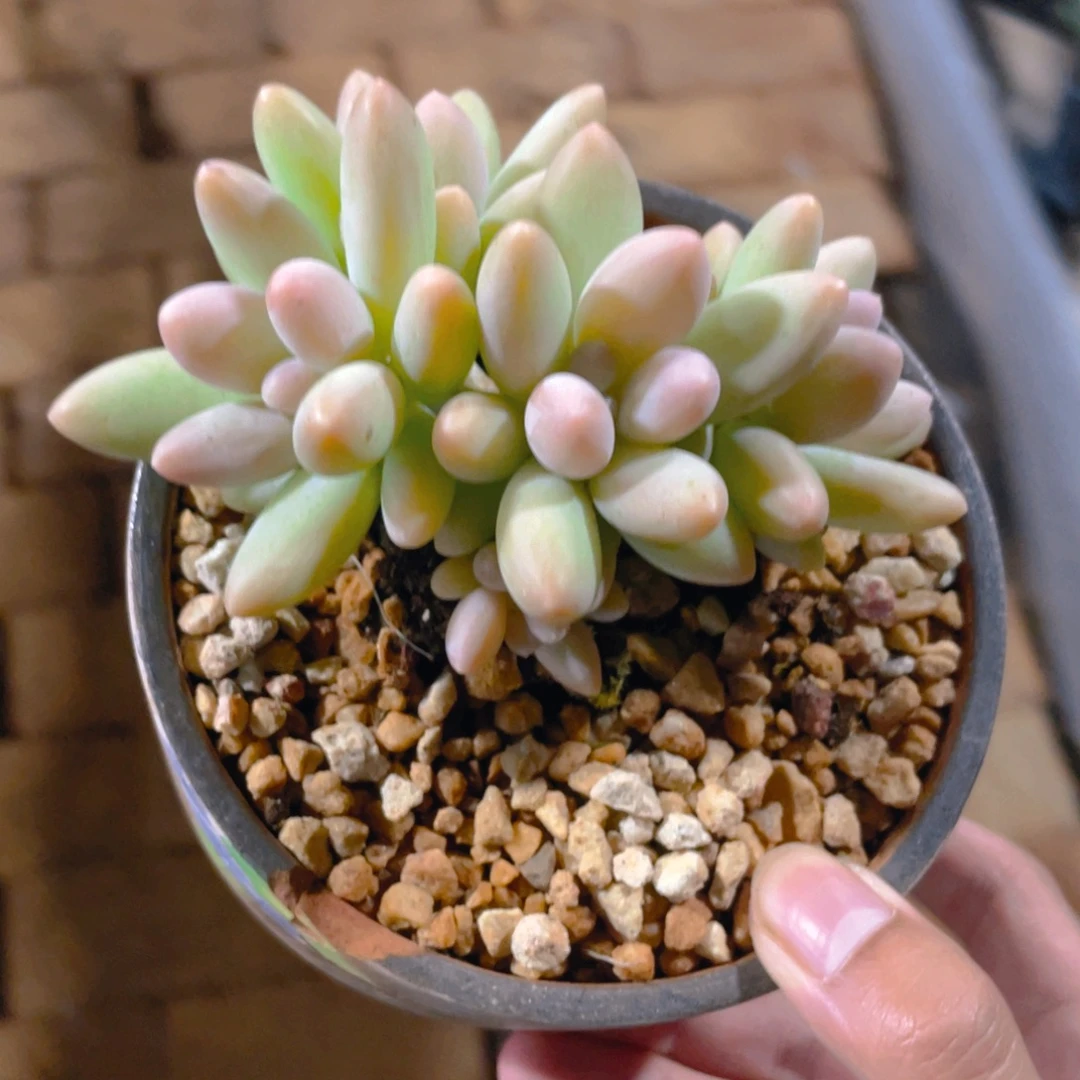 W***w白兰地多肉植物一棵