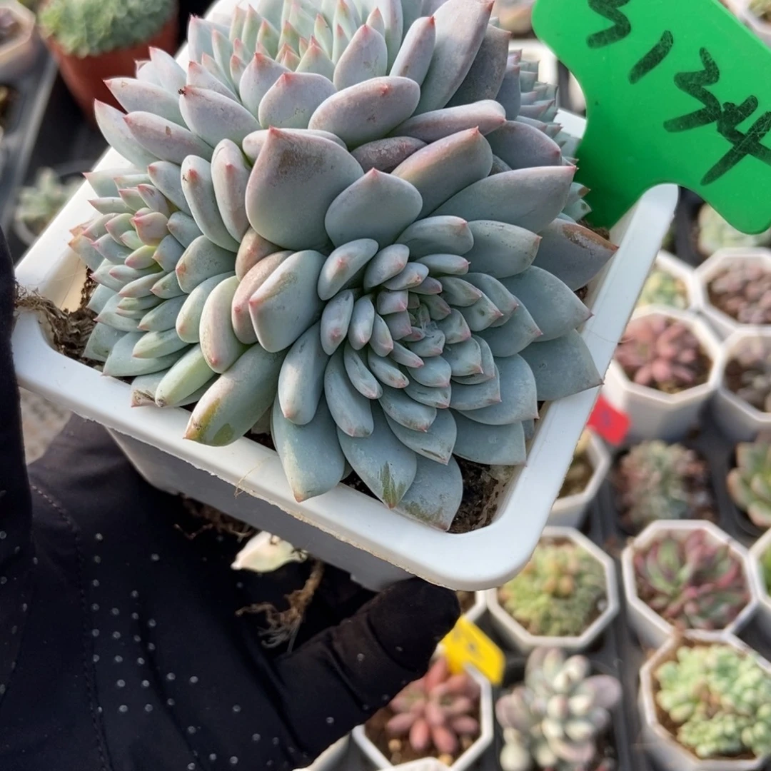 3134玉芙蓉多肉植物保护