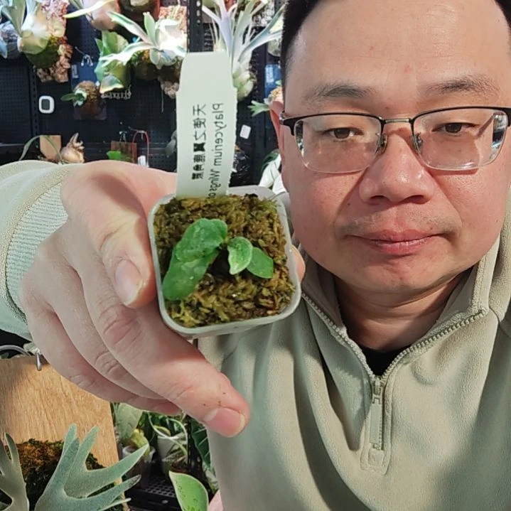 我***房宝石甲虫天使之翼535