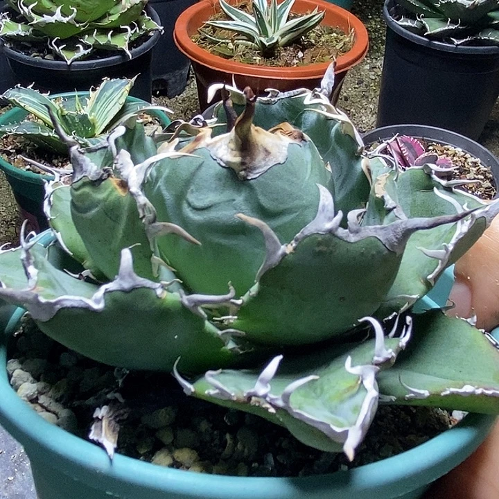 正白鲸龙舌兰哈哈哈