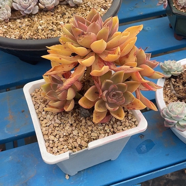 180 精品多肉不带盆土满20包邮发货