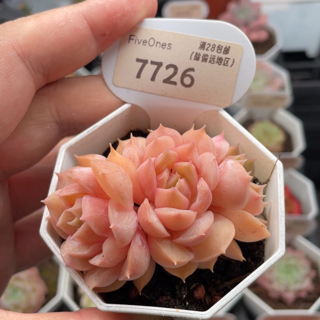 昂斯诺7726-6.5厘米