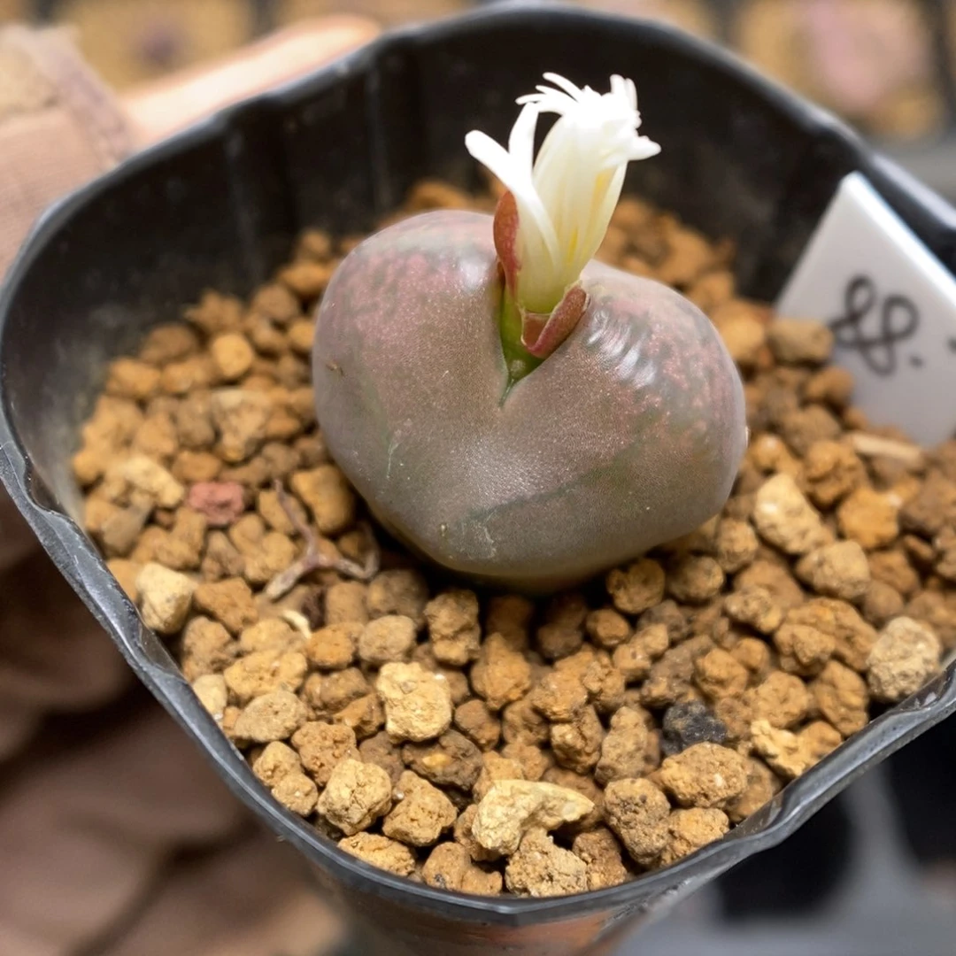 多肉植物肉锥杂交K-3529 风铃杂