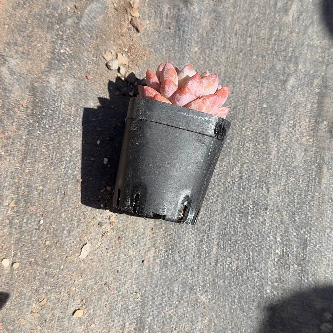 红***果半夏多肉植物精品