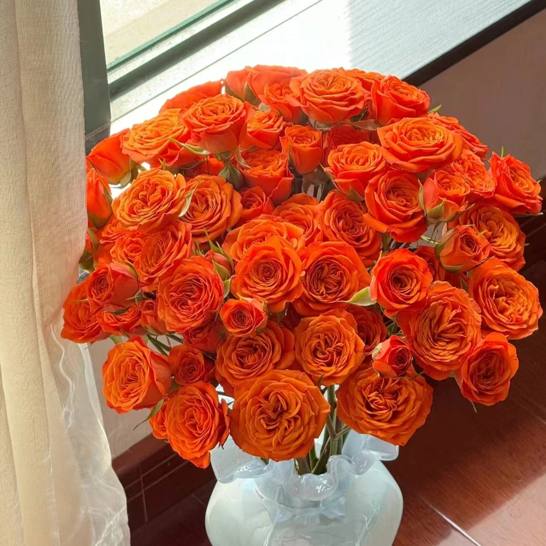 【橙色芭比】颜色鲜亮可做干花多头玫瑰 全场任意两单鲜花包邮（坤）