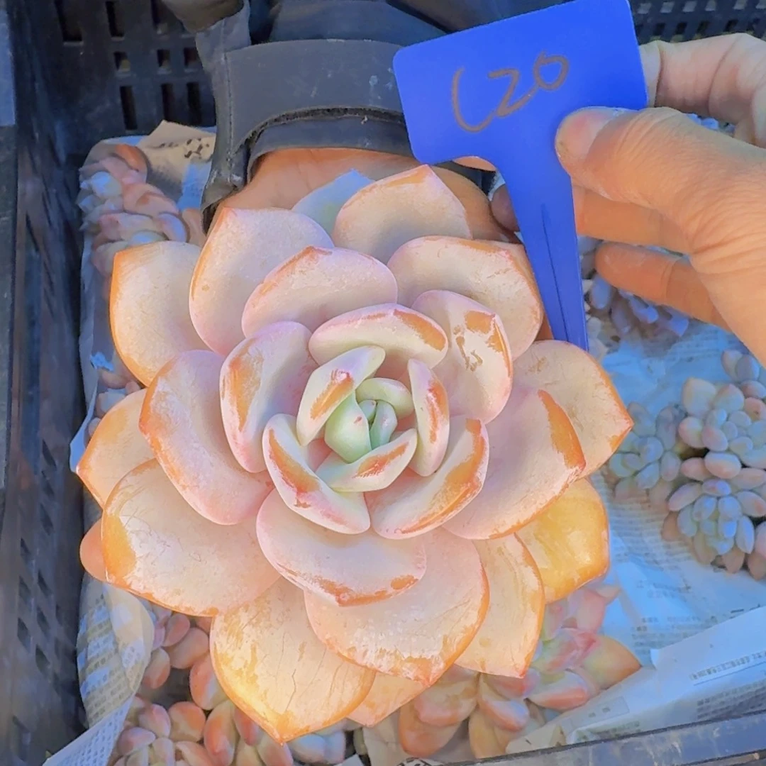 多肉植物的生长发育与