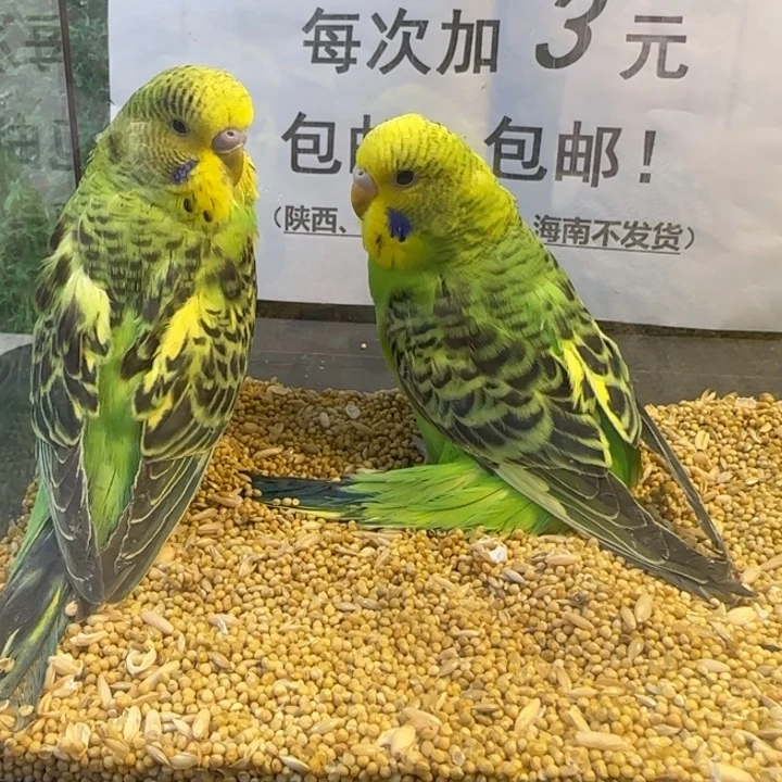 虎皮鹦鹉大头虎皮鹦鹉