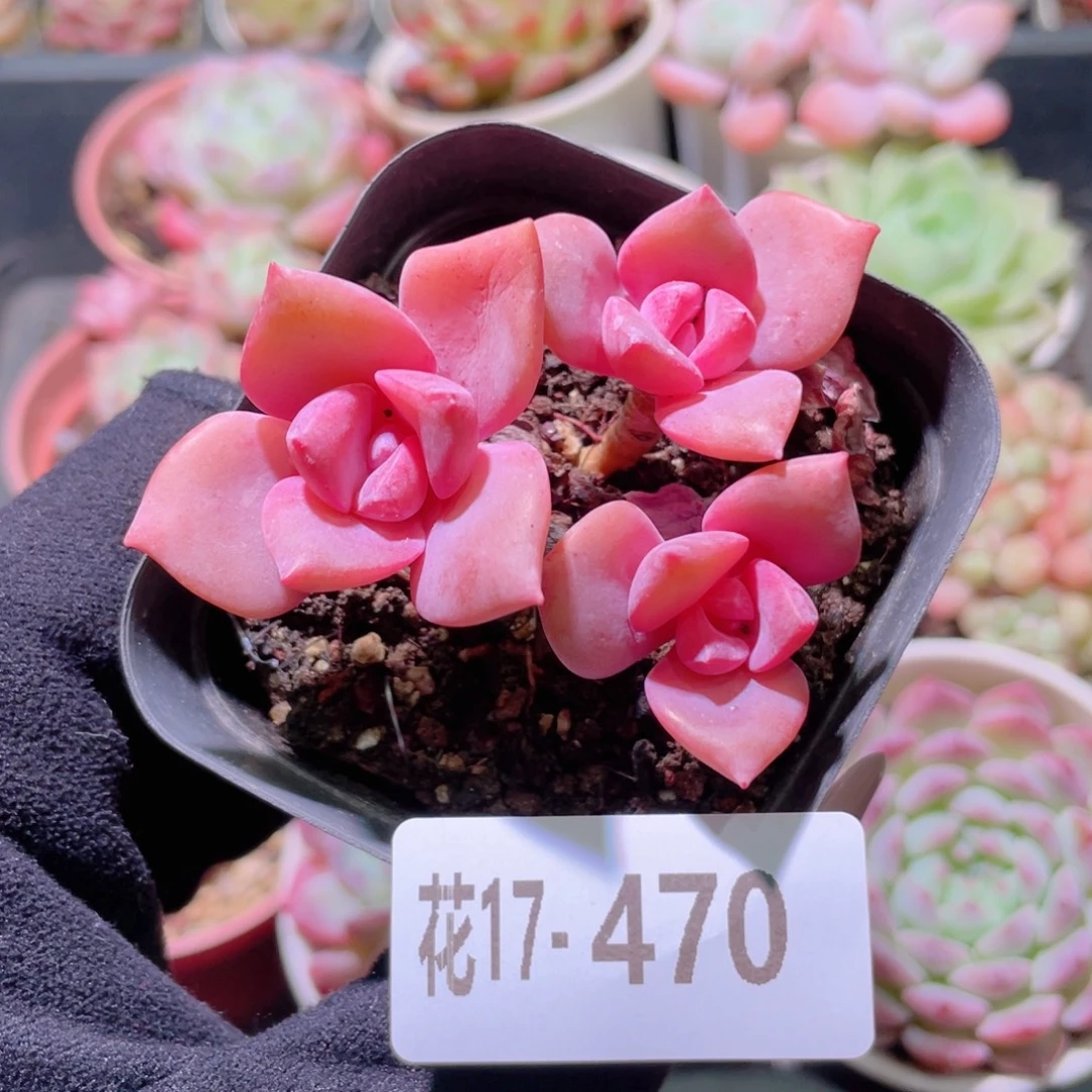 花利美17-470彩虹糖