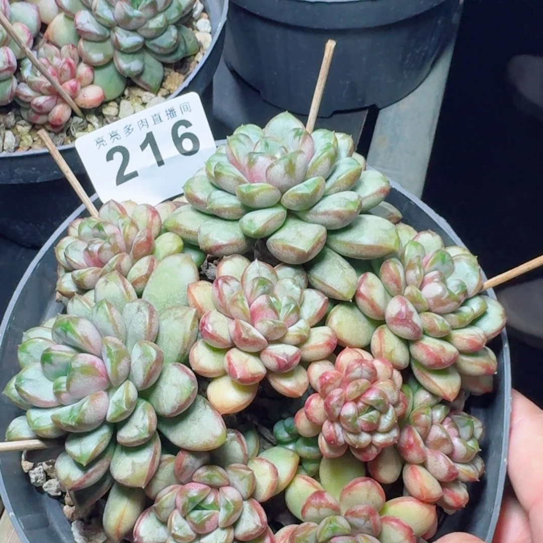 大葡萄群生老桩            精美多肉植物