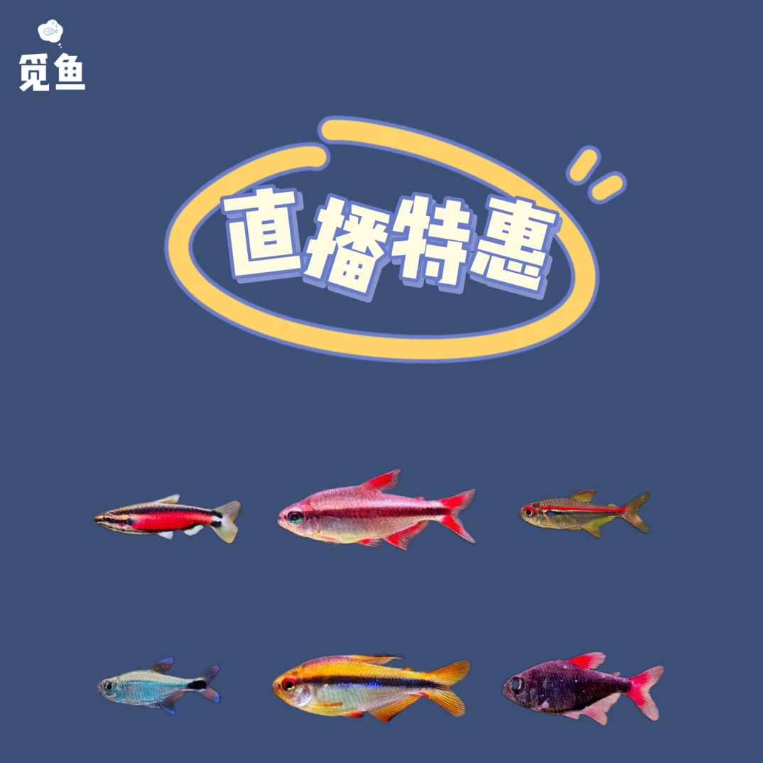 直播特惠灯鱼合集 南美灯科鱼