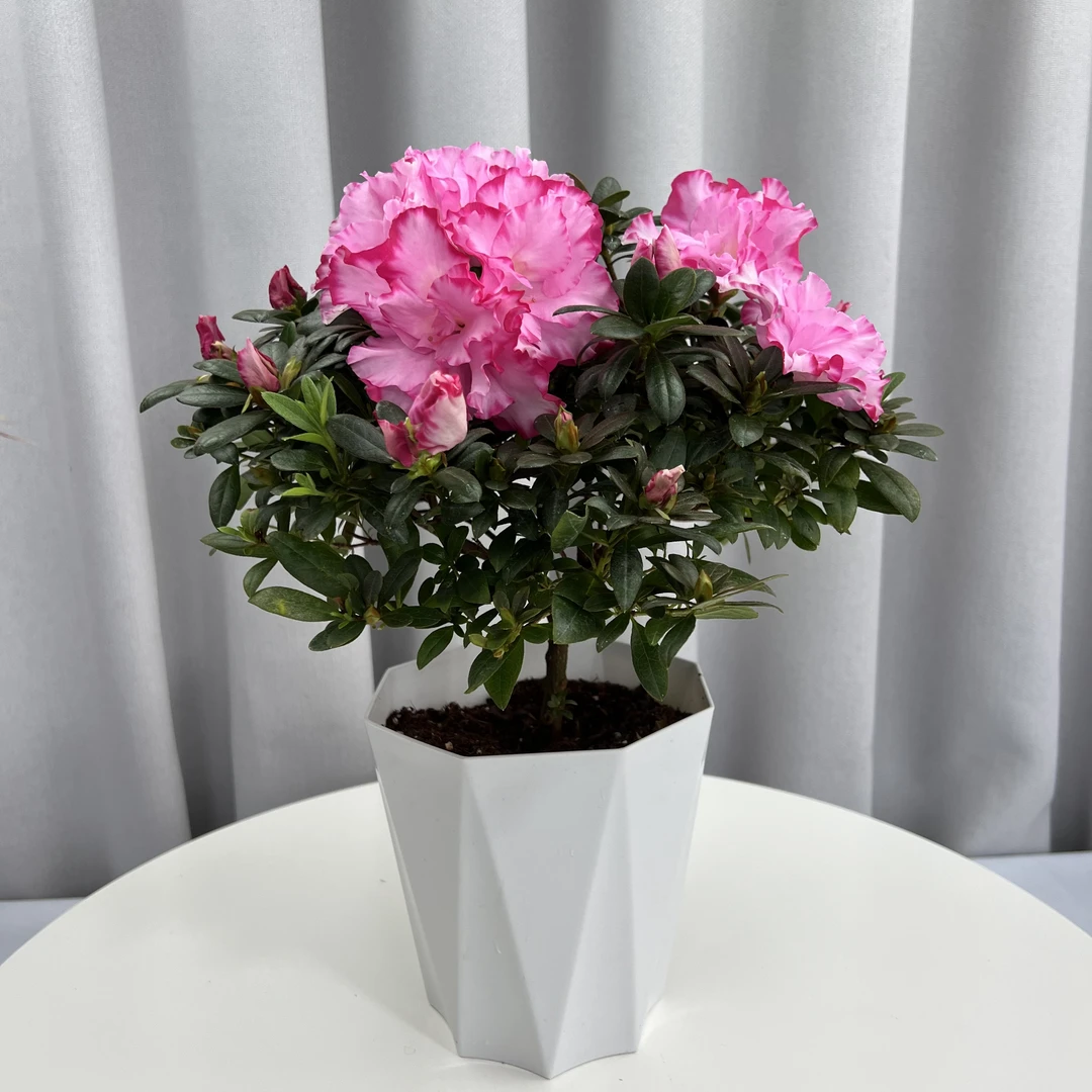 杜鹃花盆栽植物带花苞种好发货室内外阳台庭院绿植好养花卉植物