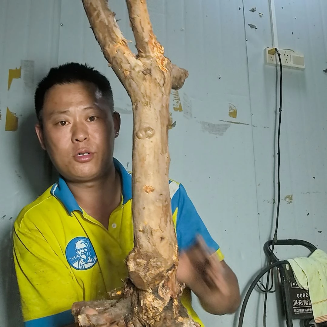 *****无花朵盆景素材拍品