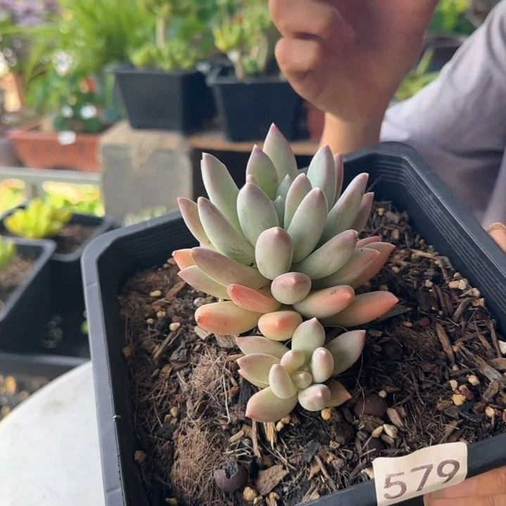 579号 一物一拍 一物一拍