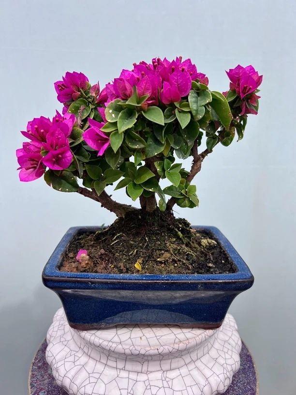 塔紫小桃红三角梅矮霸小老桩桌面小精品茶桌办公桌四季花