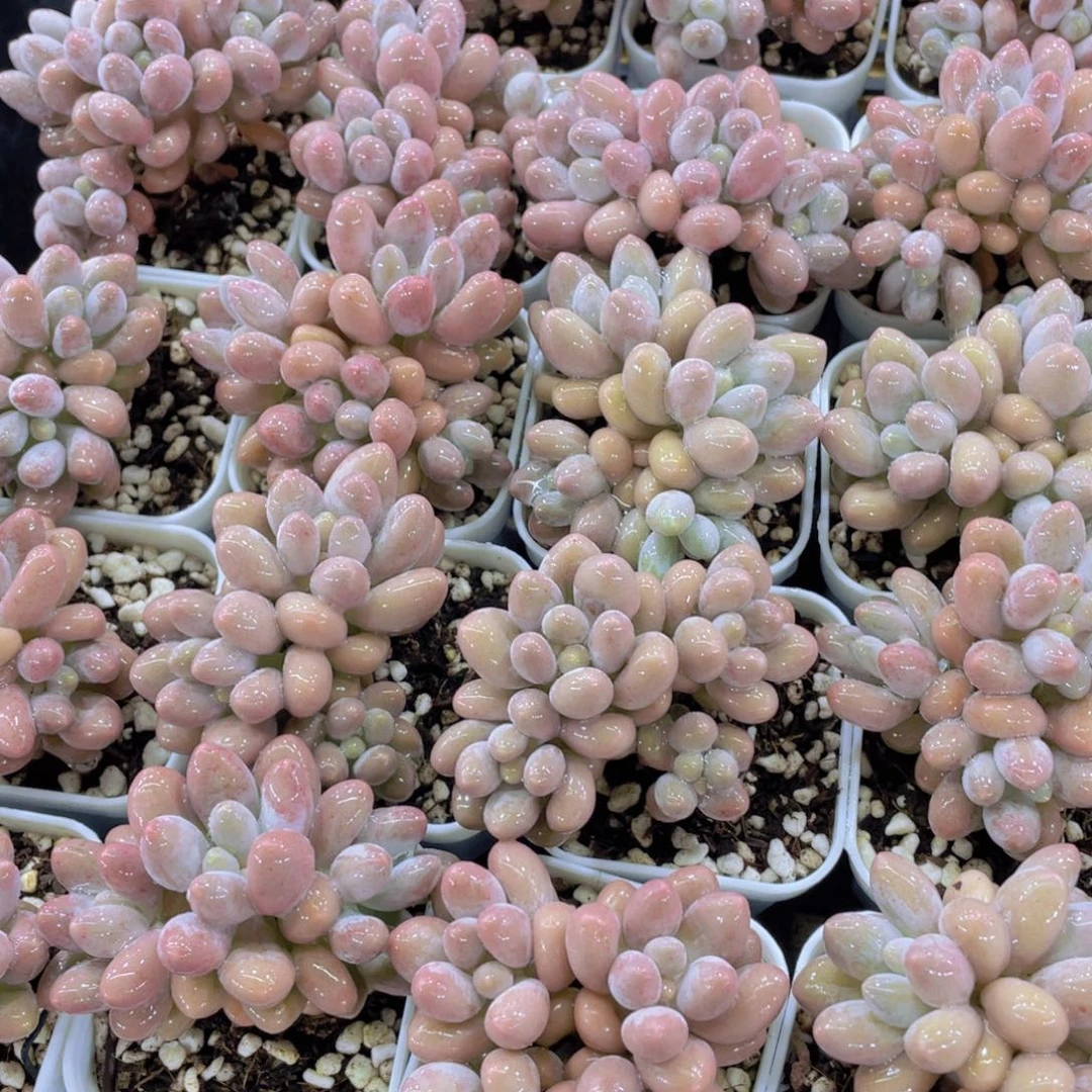 量拍42号 丸叶汤圆多头群一个