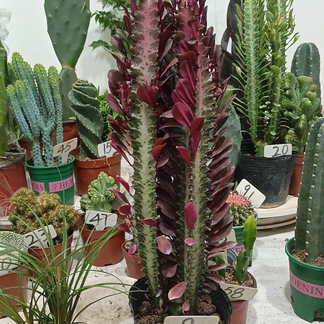 紫龙骨       18元