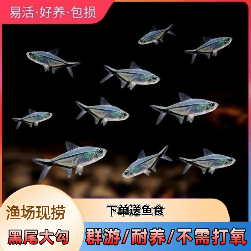 黑尾大勾鱼群游混养活体草缸黑尾灯淡水饲养小型好养热带小鱼批发