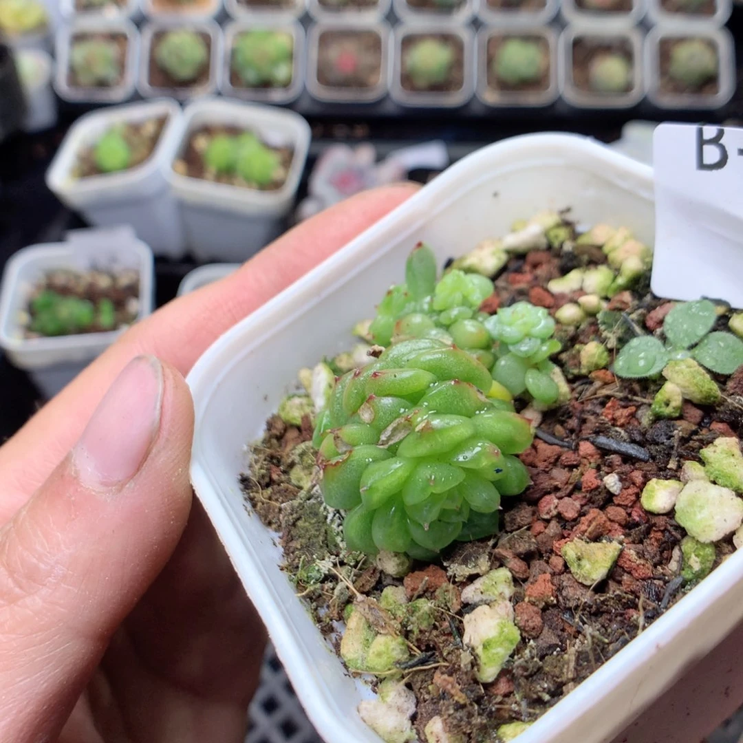 无花朵B8yyyyyyyyy